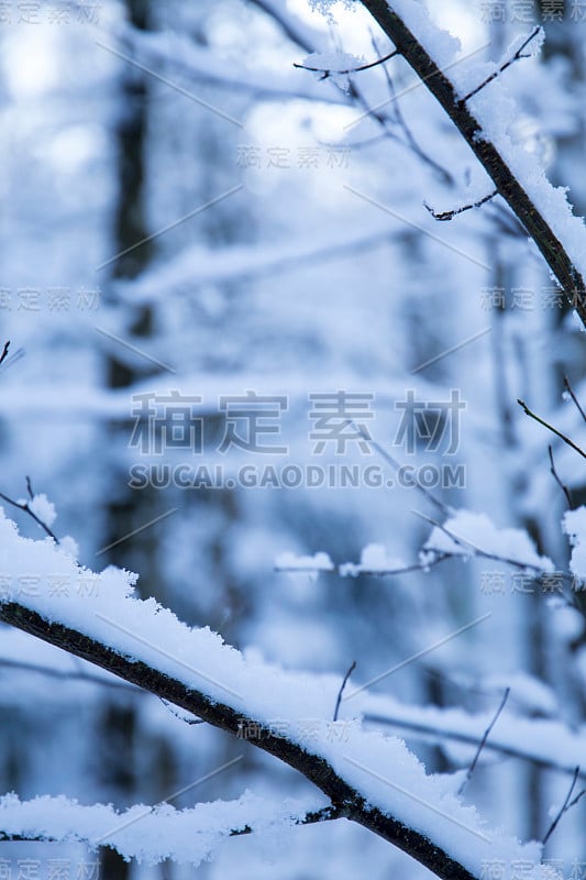 分支与雪