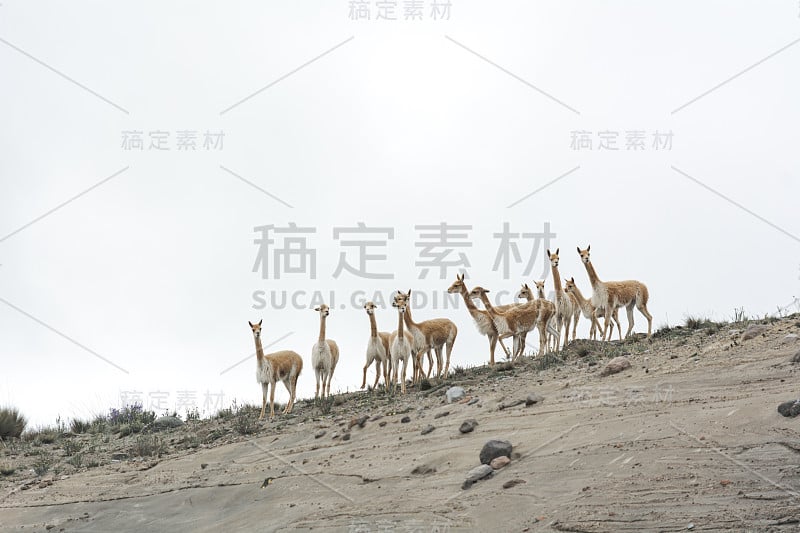 Vicuñas在钦博拉索