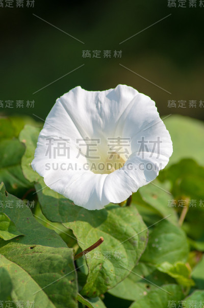野花