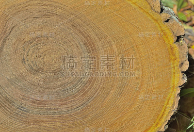 软木砍伐
