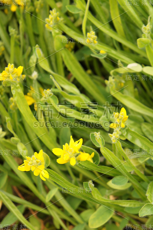 矢状菊属绿色植物，开黄色花