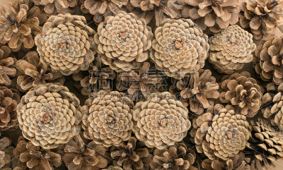 Dry Brown Pine Cones Background, Texture or Patter