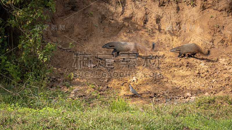 一对野生印度灰獴