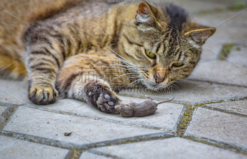 家猫和老鼠一起玩猎物