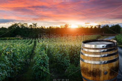 香槟葡萄园与老木桶排葡萄绿色葡萄在香槟葡萄园的背景在蒙太奇德兰斯，法国