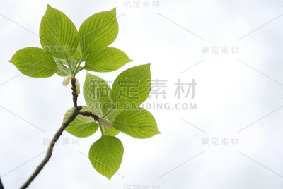 鲜绿的