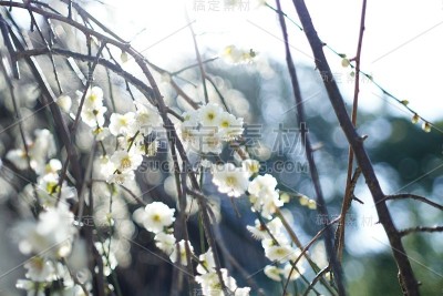 京都文化和樱花