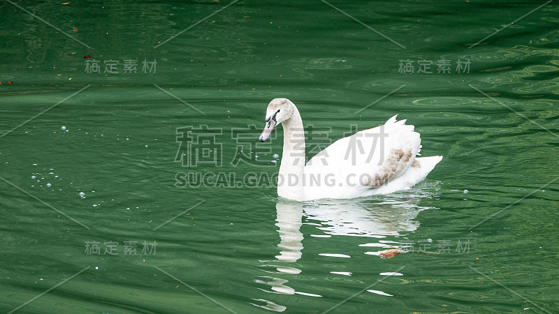 白天鹅优雅地游在美丽的池塘和翠绿的水。池塘被称为大湖和天鹅岛。晴朗的春日，南部文化植物园在天狼星(阿