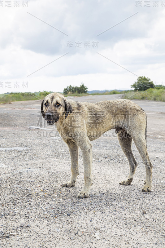 可怜而瘦小的流浪狗站在小路上