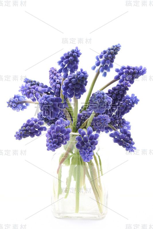 muscari