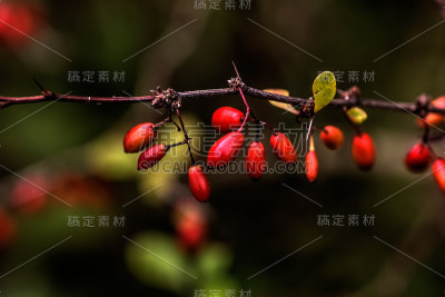 伏牛花。园林植物。