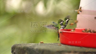 蜂鸟喂食器上的绿色荆棘