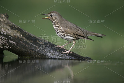画眉，Turdus philomelos