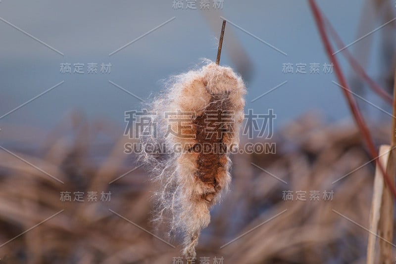 香蒲植物