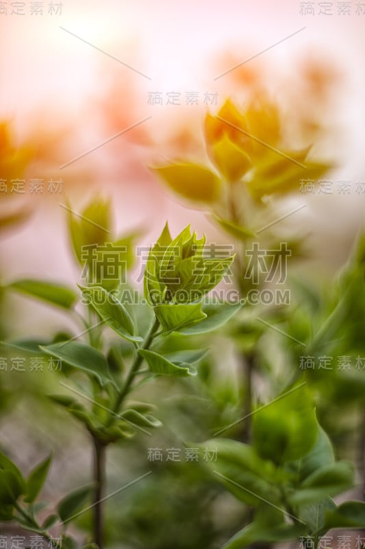 背景与绿色芽在丁香灌木枝条在春天