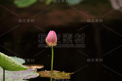 睡莲
