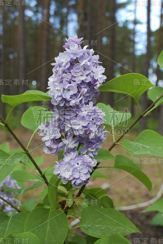 紫罗兰重瓣紫丁香花。