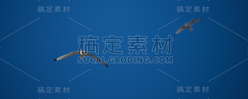 清晰而模糊的三趾鸥在蓝天下醒来