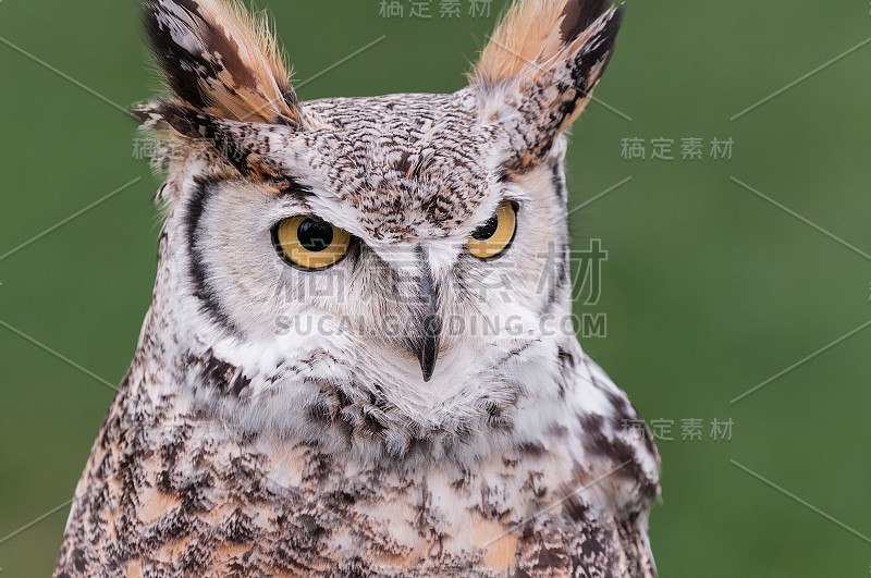 大角鸮(Bubo virginianus)看起来是正确的