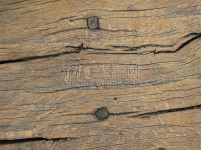 橡树