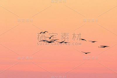 晨光中飞翔的鹤群