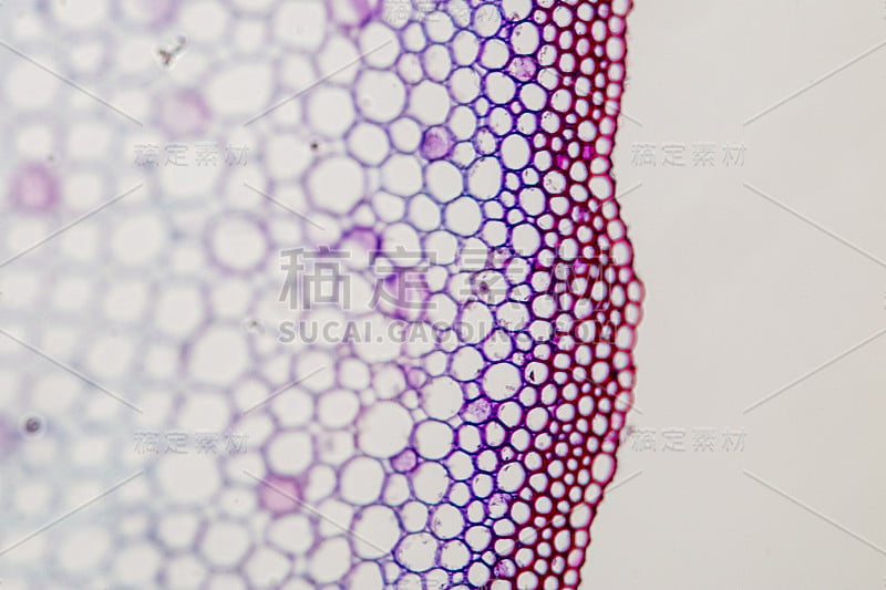 课堂教学显微镜下的植物茎横截面。