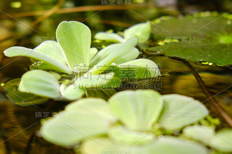 雌蕊是天南星科海芋科的一种水生植物。它所包含的单一种，Pistia stratiotes，通常被称为