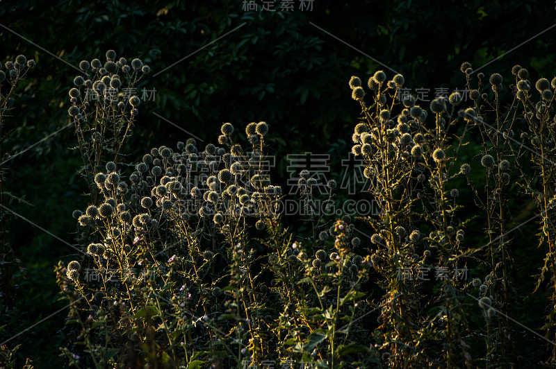 花园里的野花