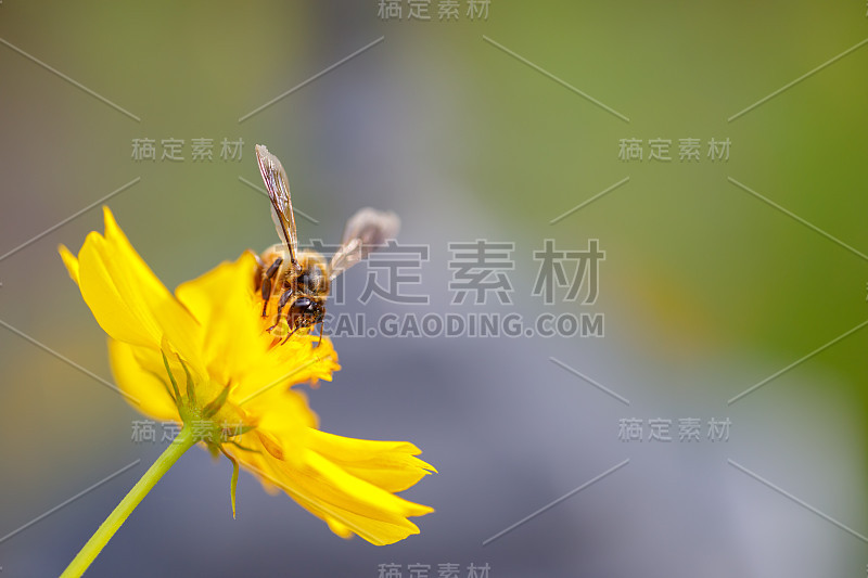 宇宙花的特写自然视图