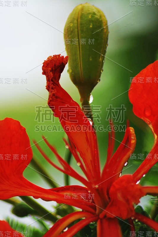 雨后带露珠的火焰树花的特写