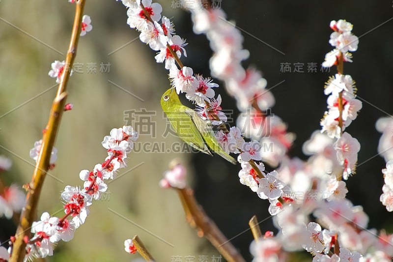 梅花白眼。日本春天的景象