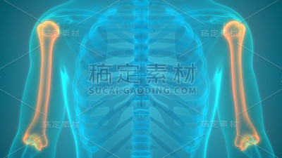 人体骨骼系统、肱骨关节解剖学