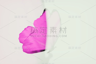 美丽的颜色蝴蝶孤立在白色的背景