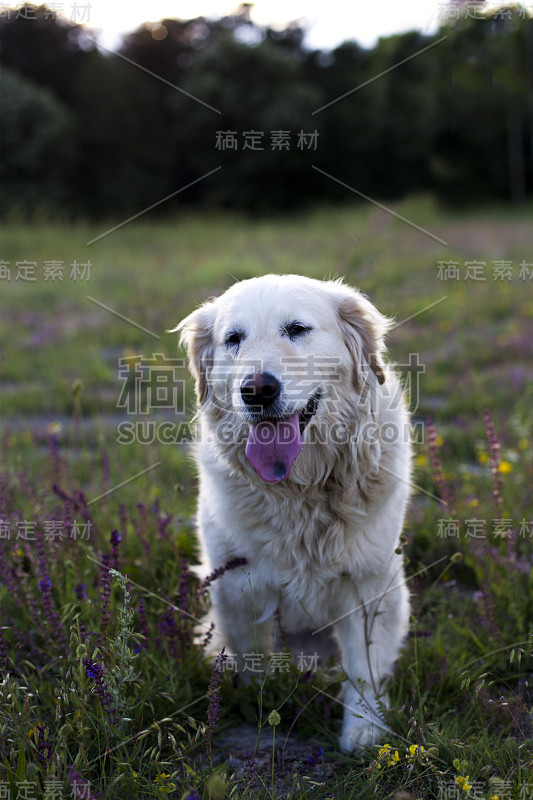 草丛中的金毛猎犬