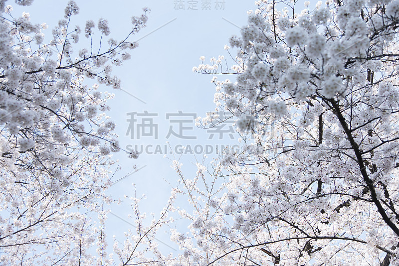 樱花图片