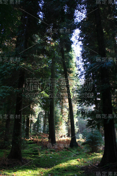 新森林