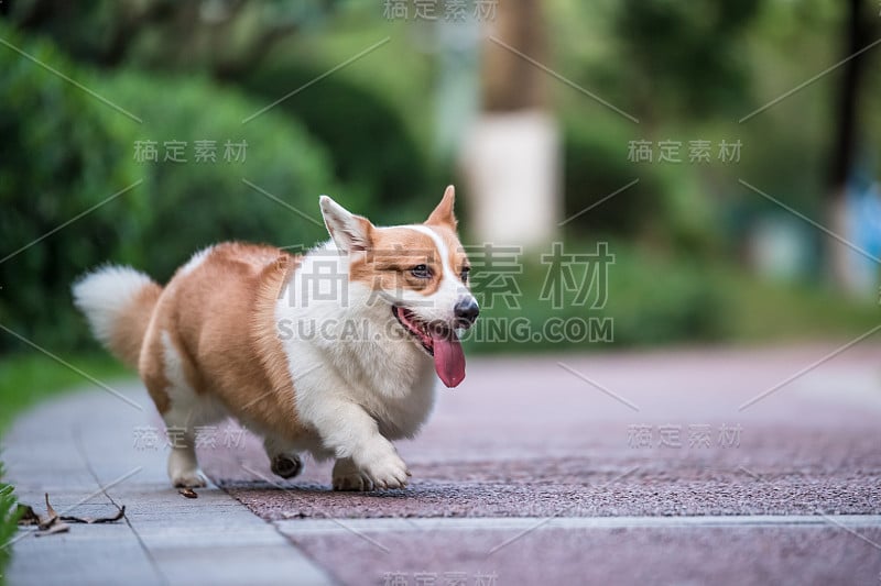 柯基狗在公园里玩耍