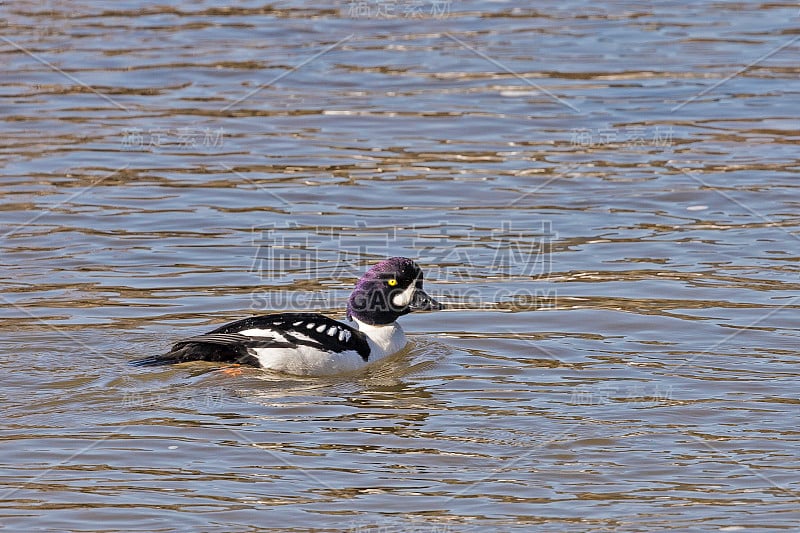 Barrow's goldeneye (Bucephala islandica)是一种中等大小的海鸭