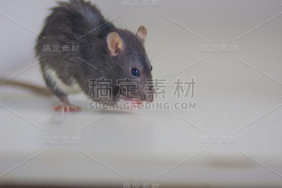 白色桌子上的灰色袋子。老鼠是灰色的
