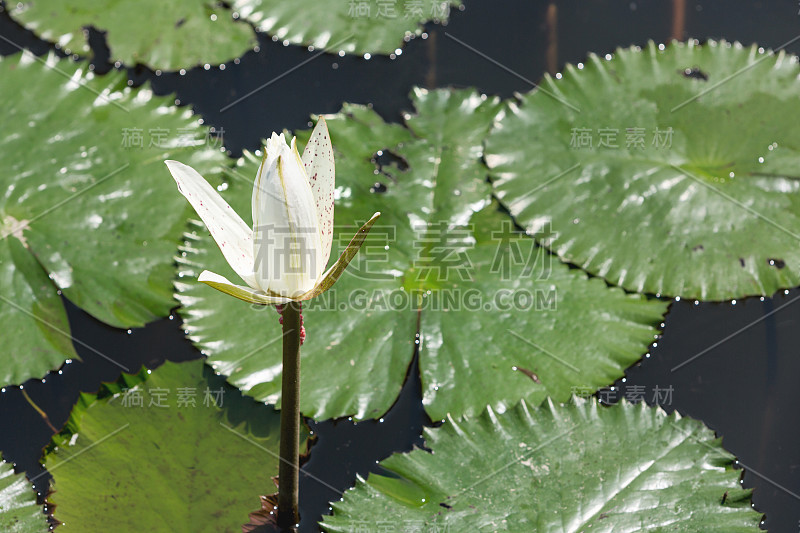 在Pura Taman Ayun的湖中，白色的睡莲在绿藻中绽放。巴厘岛