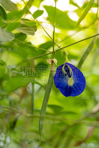 蝴蝶豌豆花和绿色的叶子在早晨。
