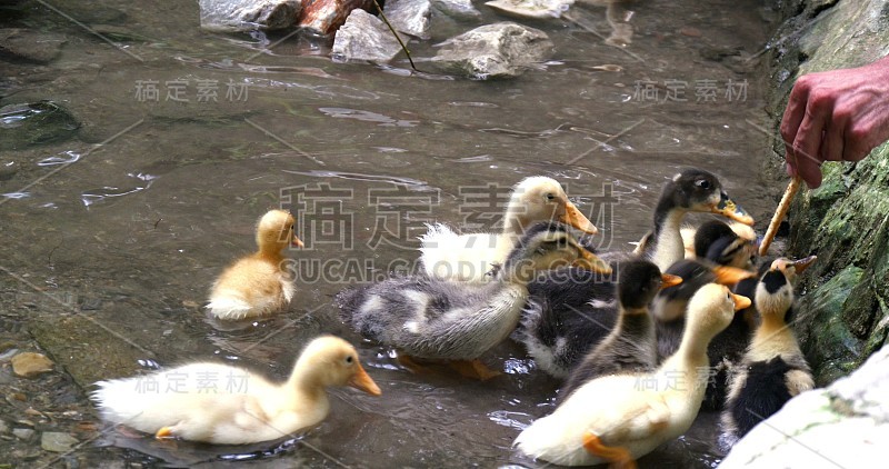 夏天，人们在湖边用手喂鸭子。特写镜头。