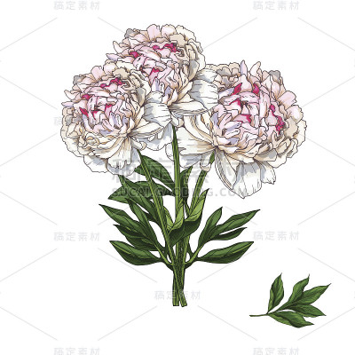 手绘花束的粉红色牡丹孤立在白色的背景。植物矢量插图。