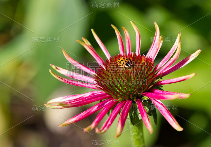 花上的甲虫