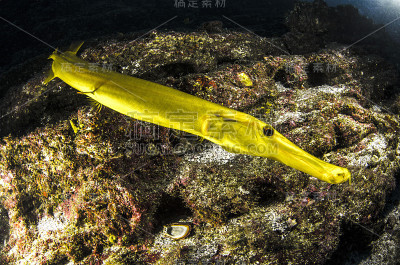 黄金Trumpetfish