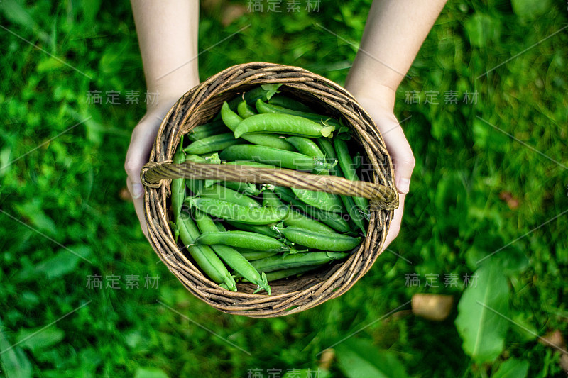 特写女子手中拿着一个柳条篮子的豌豆荚在绿草的背景