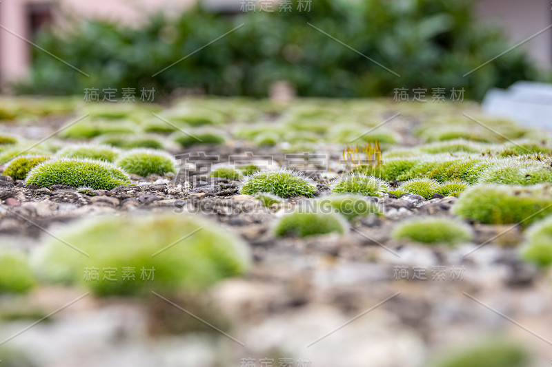 低角度的观点，在一地毯的绿色苔藓