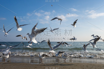 在一个阳光明媚的春天，海滩上的海鸥和鸽子。