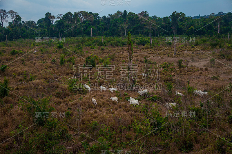 非法砍伐森林和放牧的牧场。贾曼西姆国家森林的亚马逊雨林。帕拉——巴西