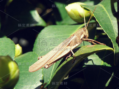 蚱蜢